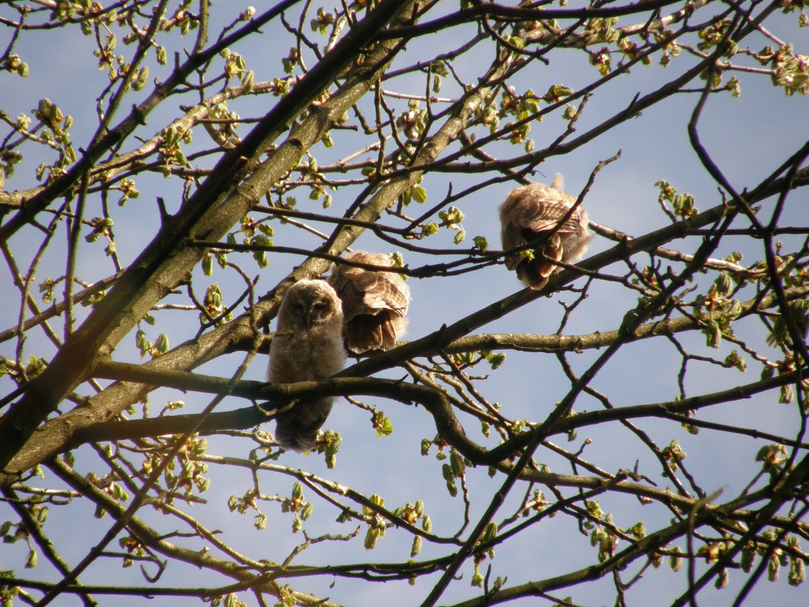 98% van de bomen in Spijkenisse vogelvrij?