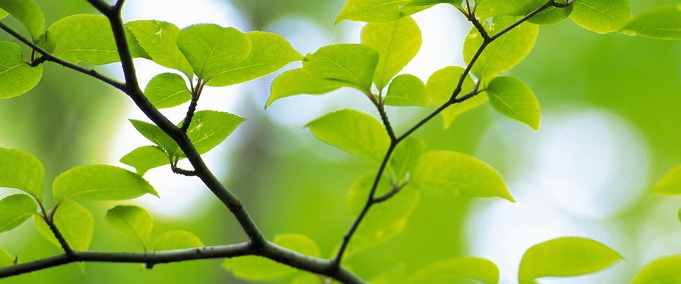 bomenkap groene kruisweg n218 bladerdak