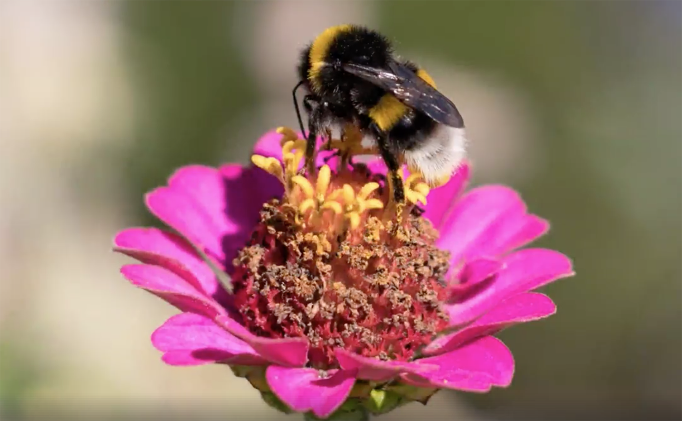 Bloemen en bijen Baljuwlaan