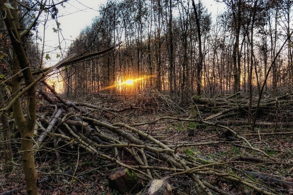 bomenkap Mallebos