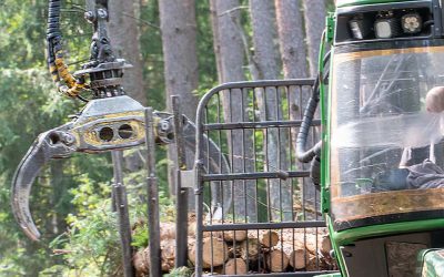 Brandnetel- en bramenparken als gevolg van grootschalige kap