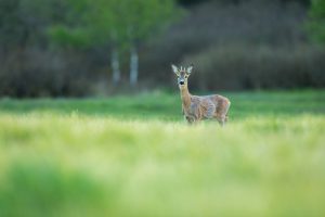 Ree park Waterland Spijkenisse